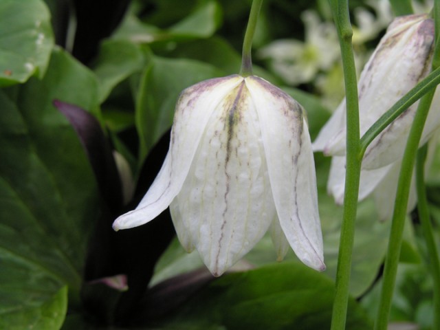 Fritillaria meleagris a2.jpg