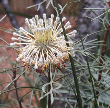 Isopogon_dawsoni.jpg