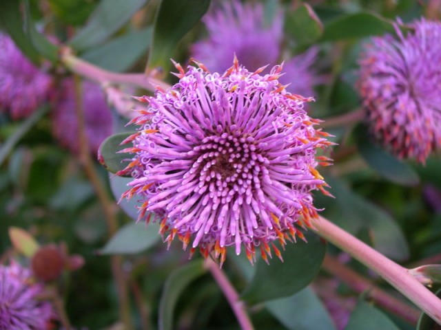 Isopogon_cuneatus.jpg