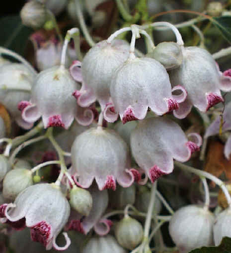 Brachychiton_populneus_-_Flowers.jpg