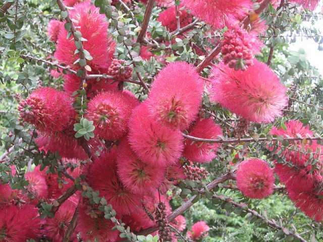 Melaleuca_elliptica.jpg