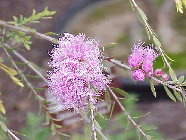 Pink lace