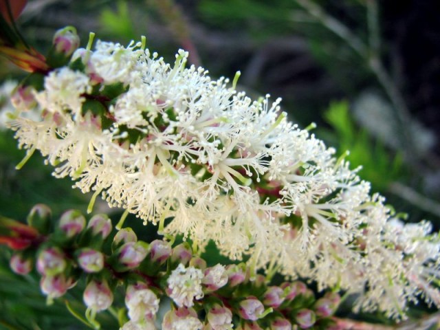 Melaleuca_armillaris-Flowers.jpg