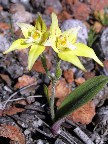 caladenia flava3.jpg