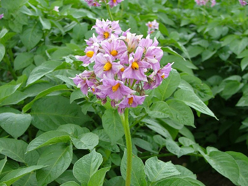 potato flower.jpg