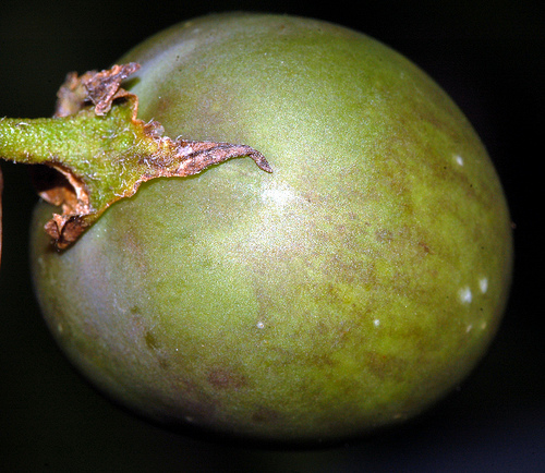 potato fruit.jpg