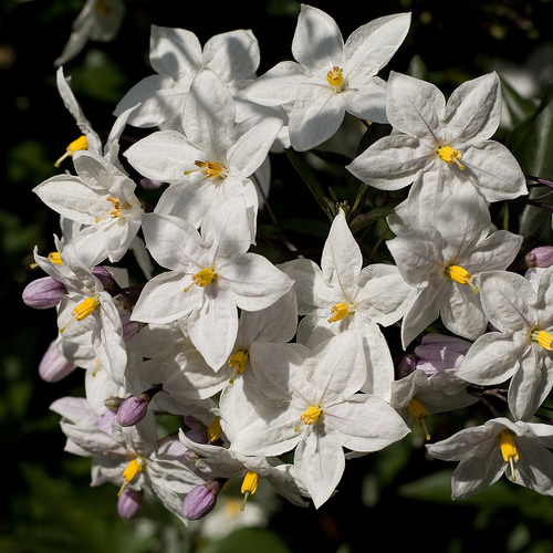 potato vine.jpg