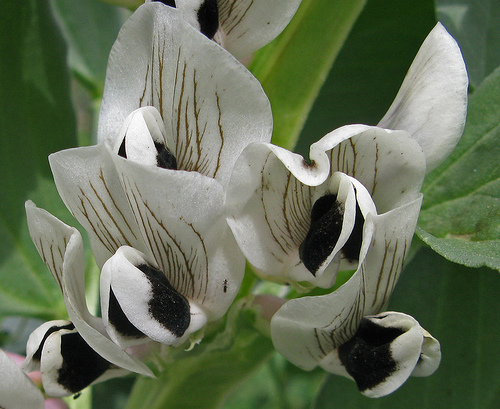 vicia bean.jpg