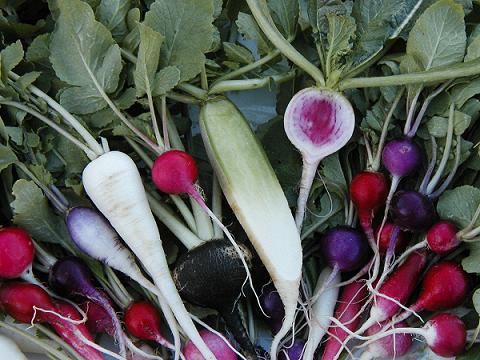 rainbow%20radishes.jpg