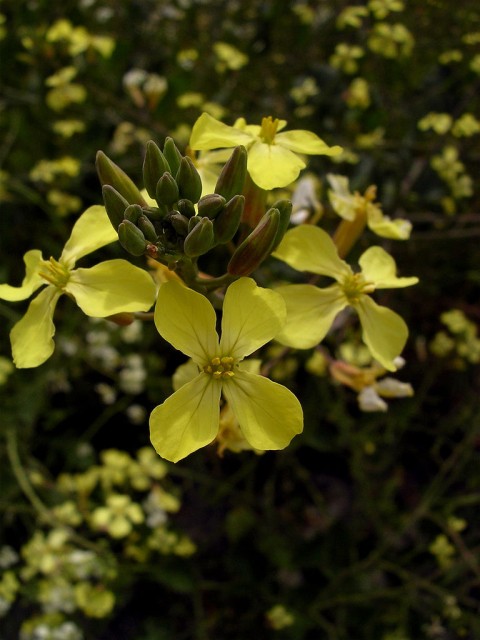 yellow Raphanus.jpg