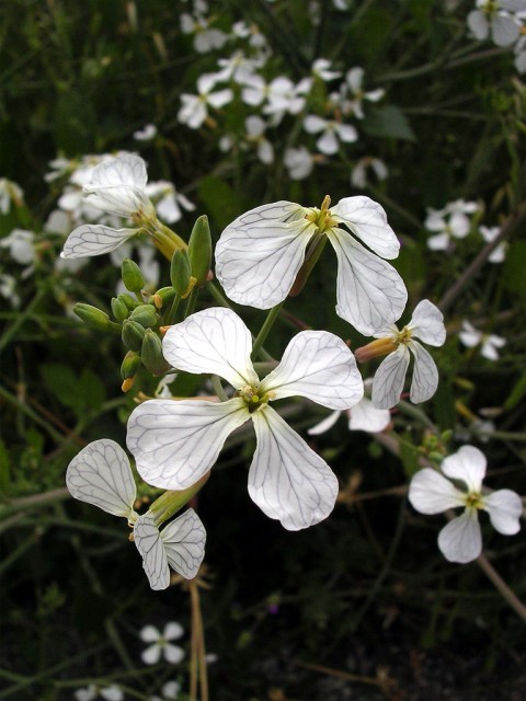 white Raphanus.jpg