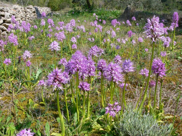 Naked man orchid