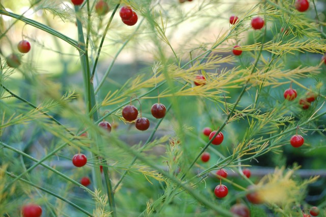 asparagus fruit.jpg