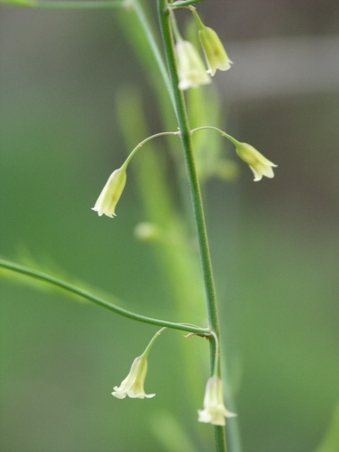 蘆筍花