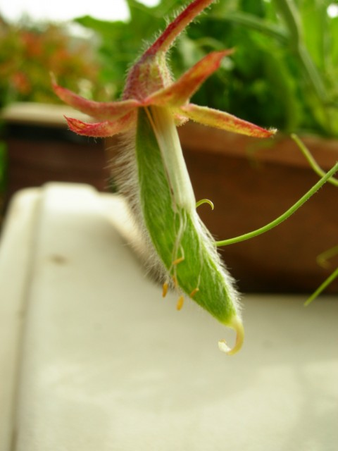 sweet pea fruit.jpg