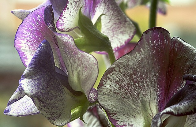 lathyrus odoratus.jpg