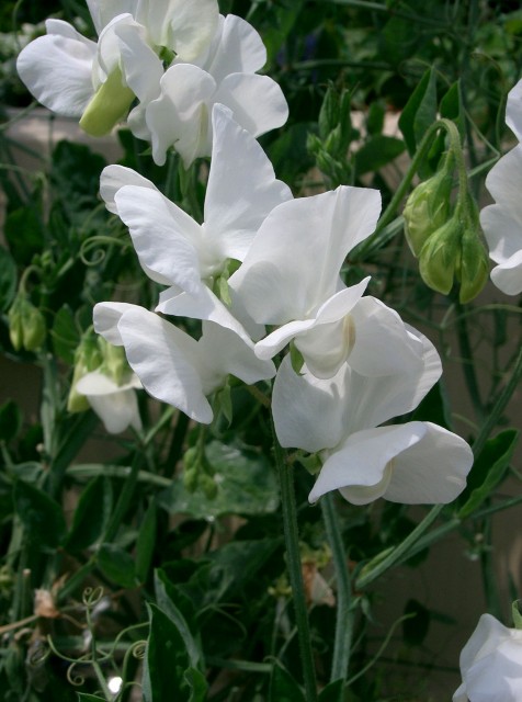 Lathyrus_odoratus3.jpg