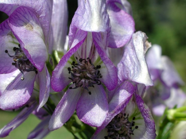 Aconitum_orientale2.jpg