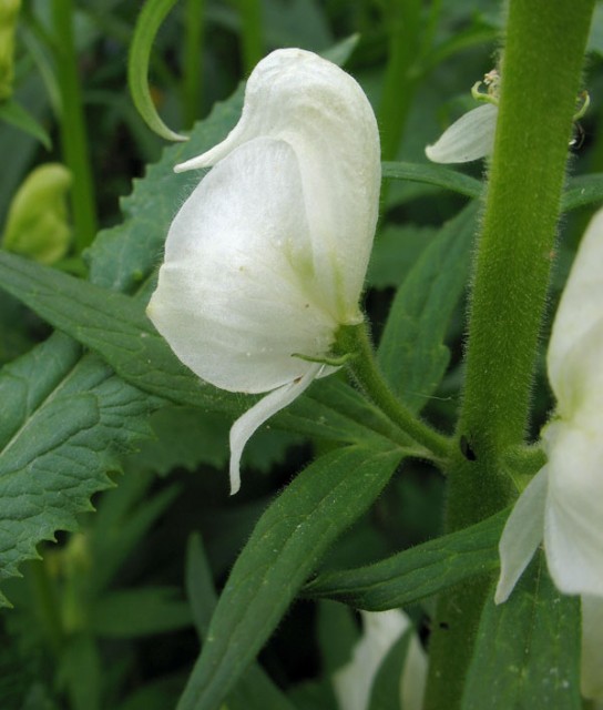 Aconitum-columbianum.jpg