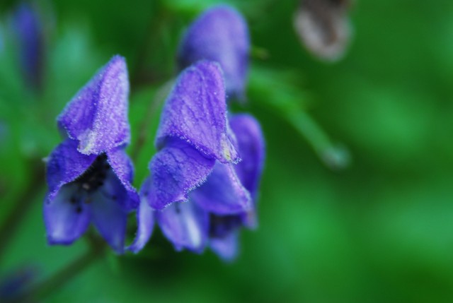 monkshood.jpg