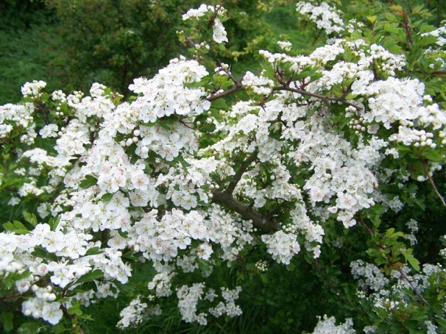 blossom hawthorn.jpg