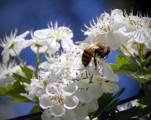 hawthorn blossom.jpg