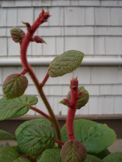 kiwi fruit vine.jpg