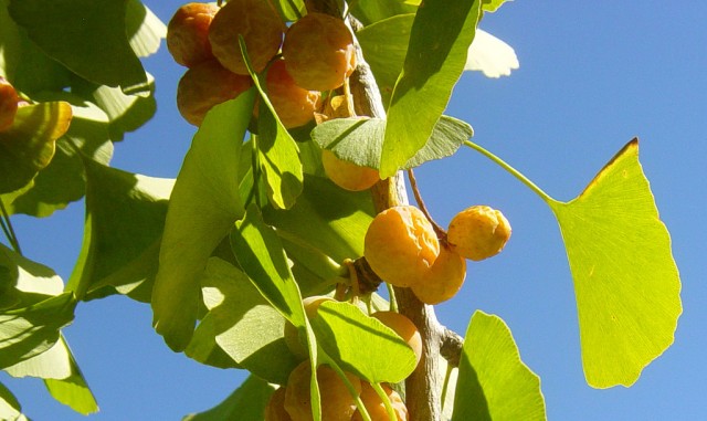 ginkgo fruit.jpg