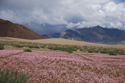 buckwheat farm.jpg