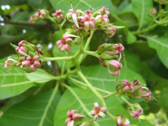 cashew flowers.jpg