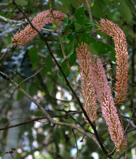 macadamia tetraphylla.jpg