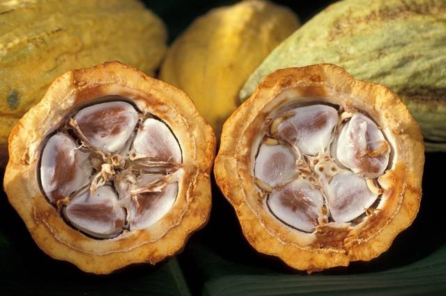 Cacao-pod.jpg