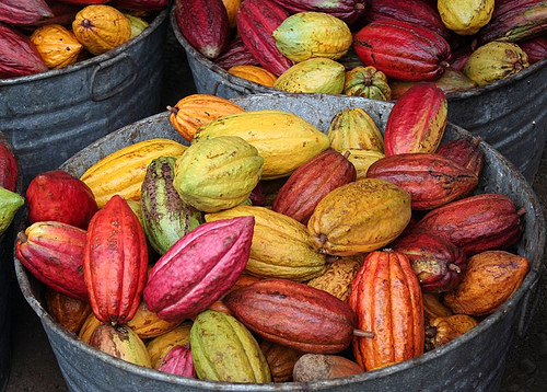 cacao pods.jpg