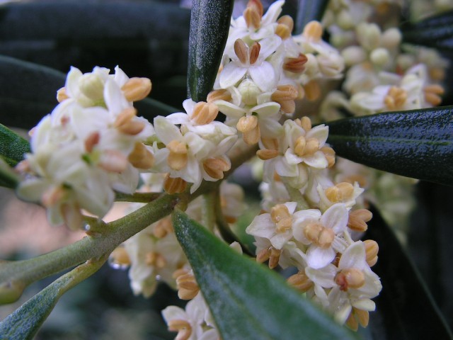 olive flowers.jpg