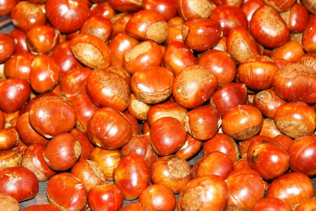 castanea 2.jpg