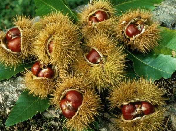 castanea.jpg