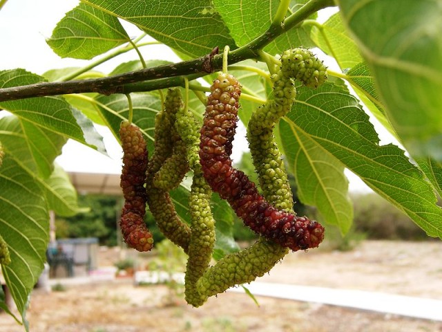 800px-Mulberry1.jpg