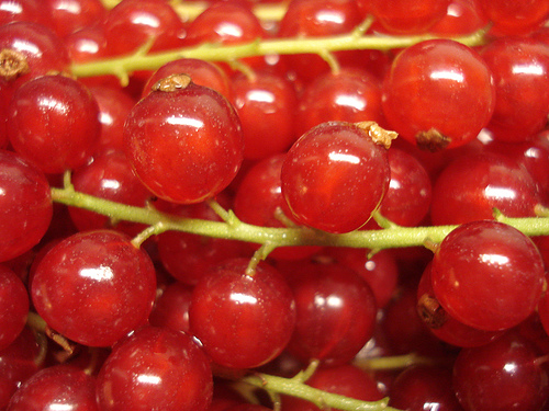 red currant