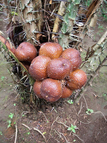 salak fruit.jpg