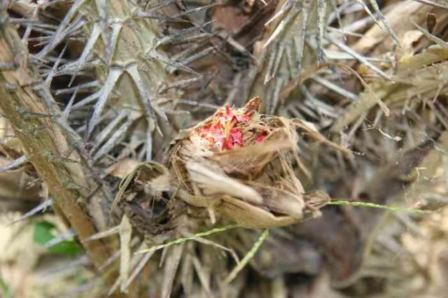 salak flowers.jpg