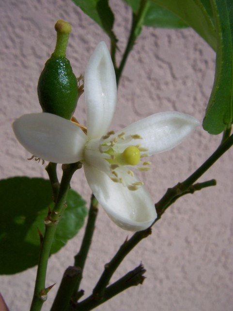 lime and flower.jpg