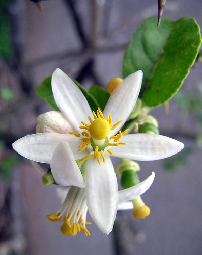 lime flower.jpg