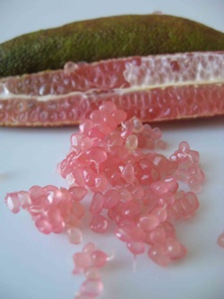 finger lime.jpg