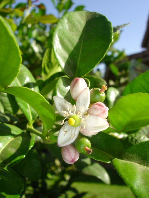 kaffir lime flowers.jpg