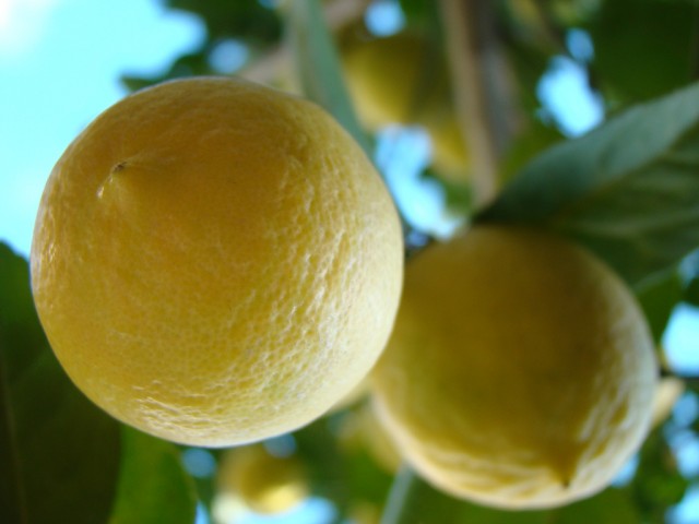 Mexican lime.key lime Citrus aurantifolia.jpg