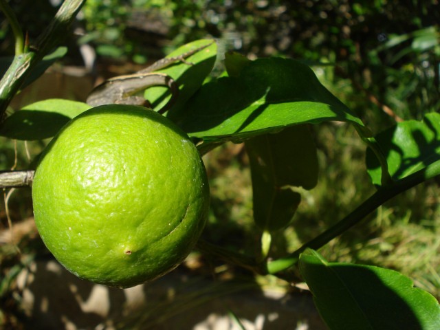 Mexican lime.jpg