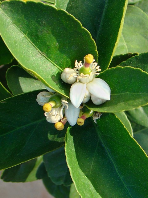 Mexican lime.key lime Citrus aurantifolia.1jpg.jpg