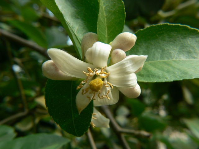 citrus aurantifolia.Mexican lime.jpg