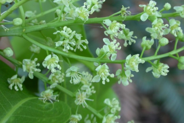 Melicoccus_bijugatusFlowers.jpg