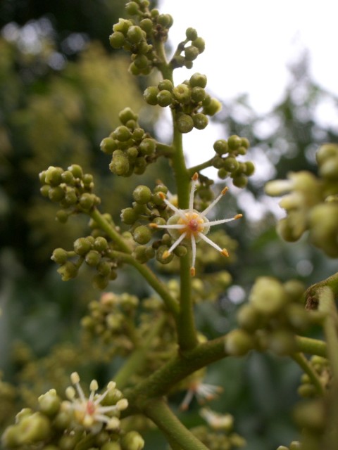 longan flowers.jpg